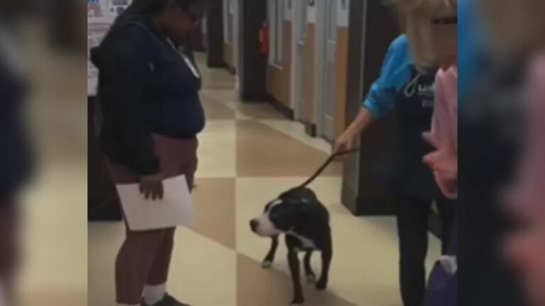 rescued dog