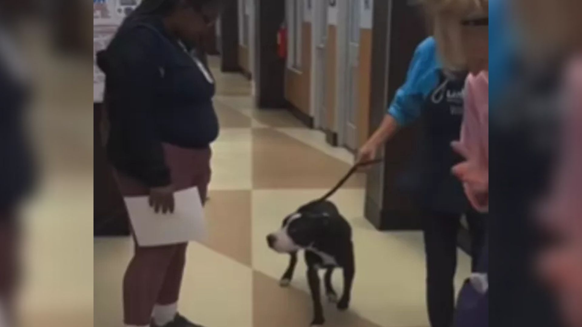 rescued dog