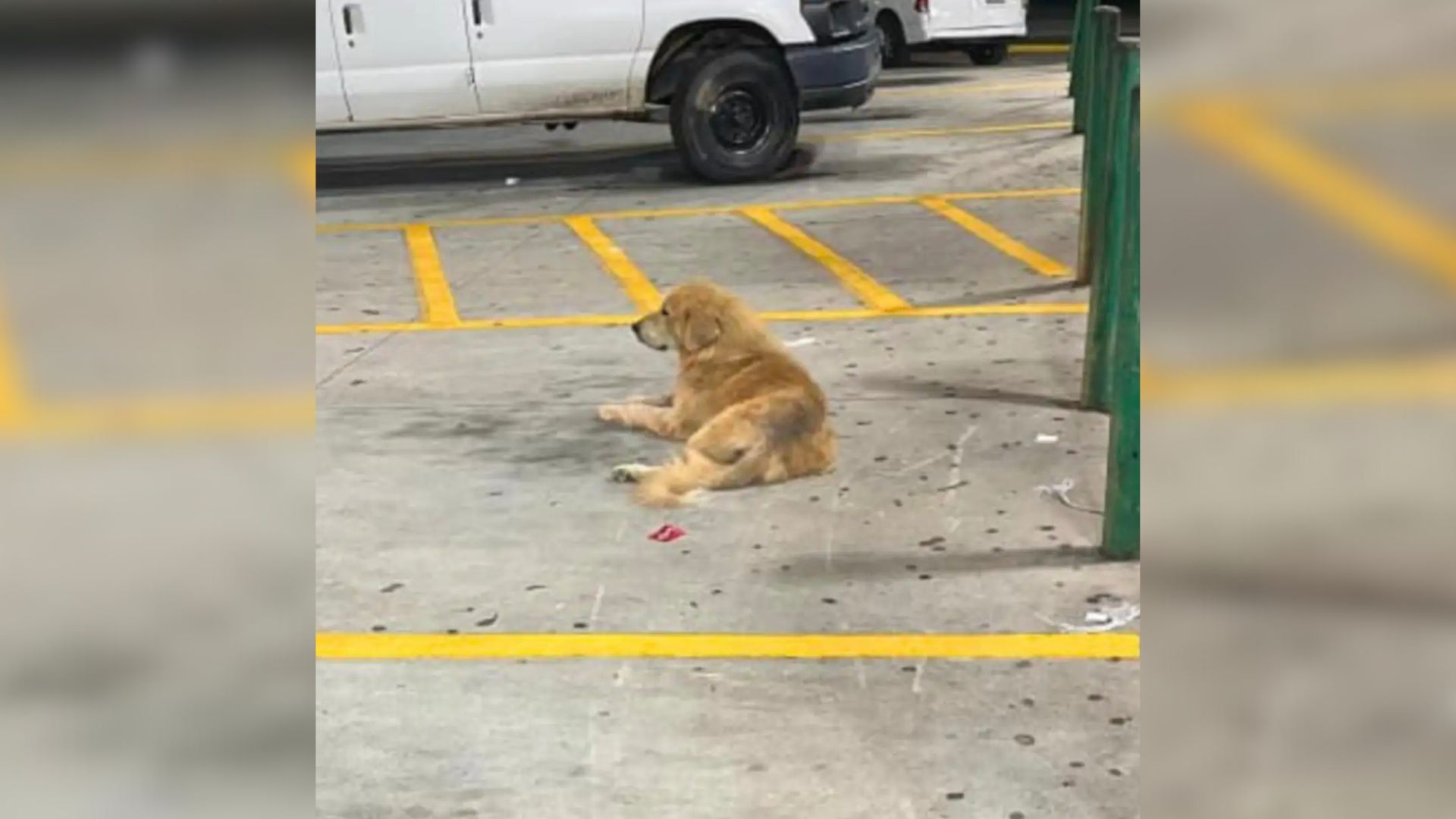 Georgia Rescuers Were Shocked After Finding Abandoned Pup Begging For Food Next To Grocery Store