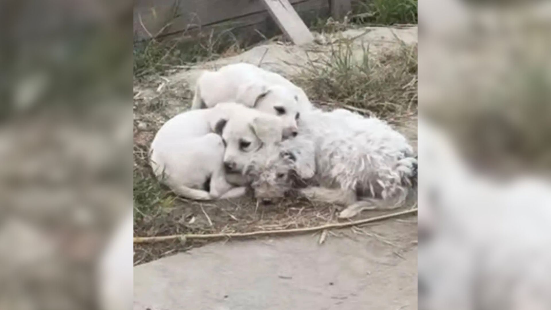 White dogs