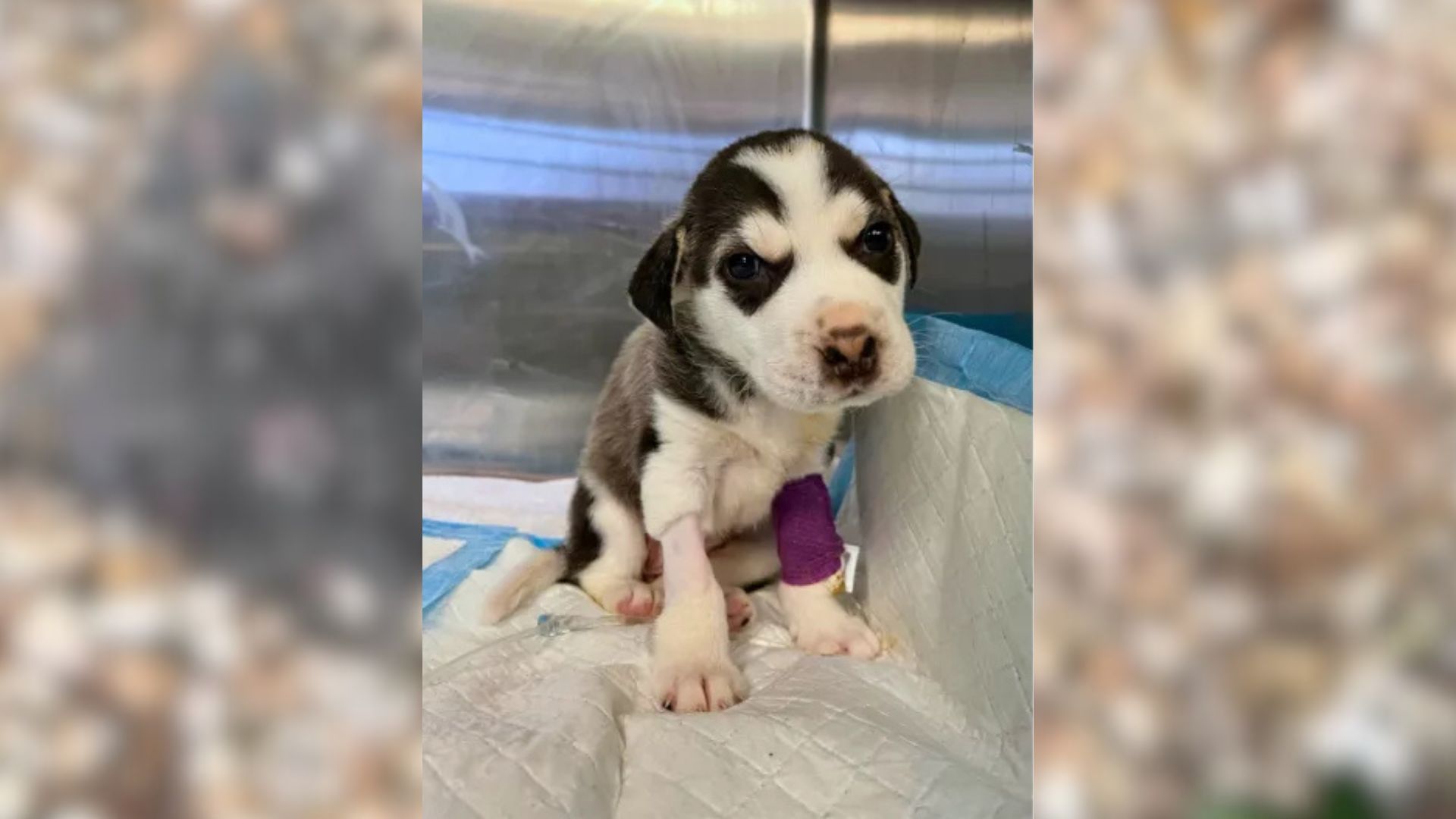 Good Samaritan From Texas Was Shocked To Find A 4-Week-Old Husky In Trash Fighting For His Life