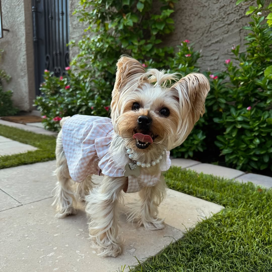 Gorgeous dog