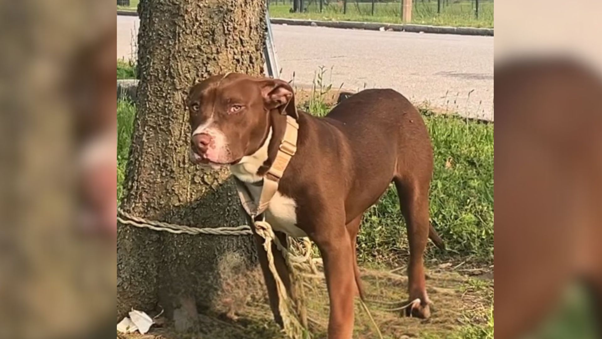 Tied dog