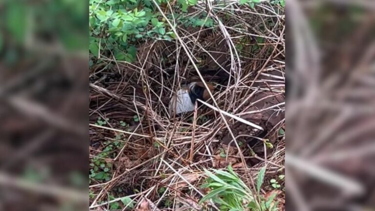 guinea pig in forest