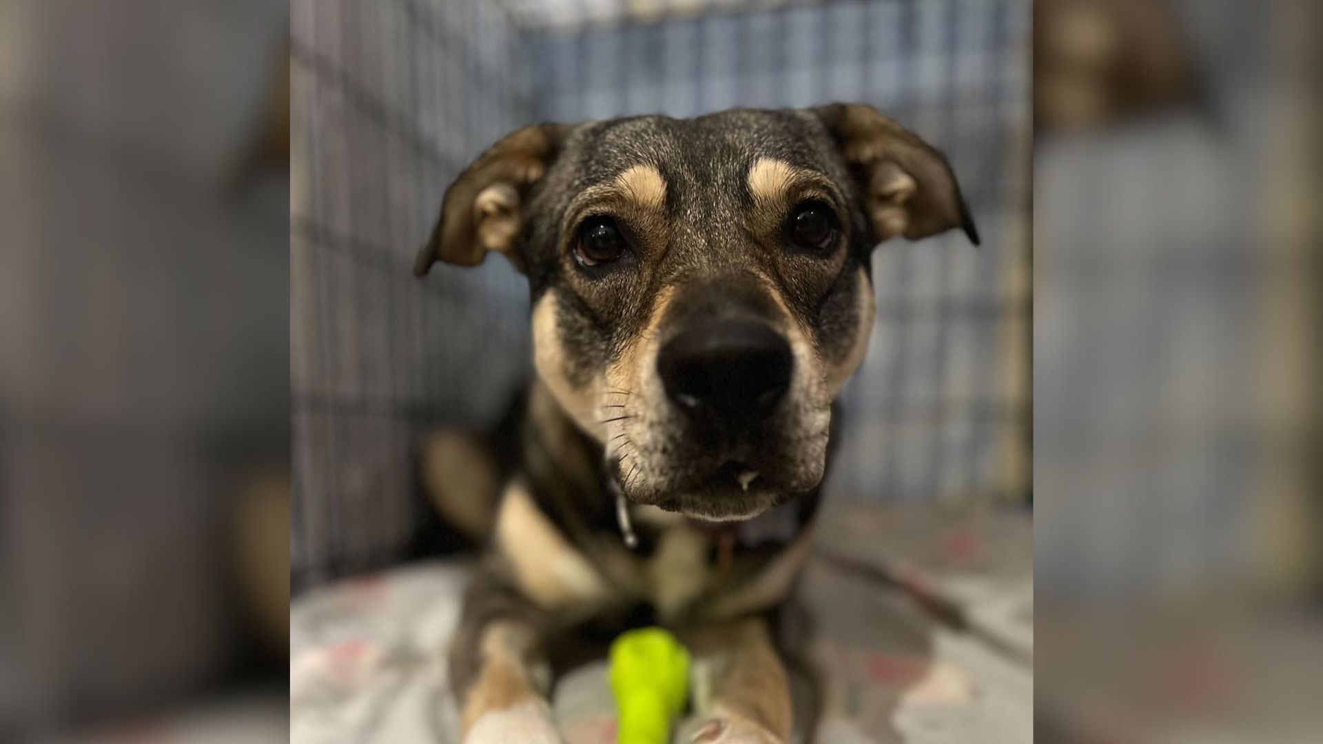 shelter dog