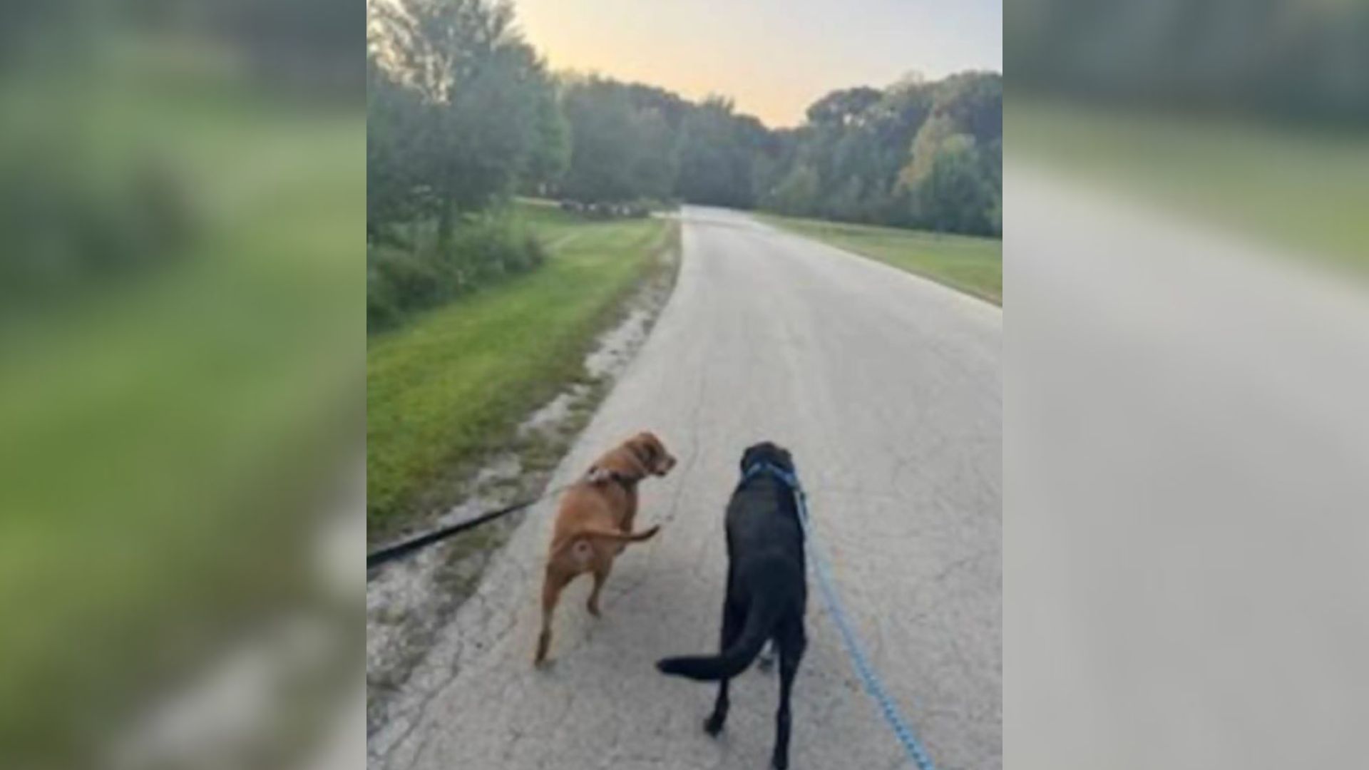dogs on road