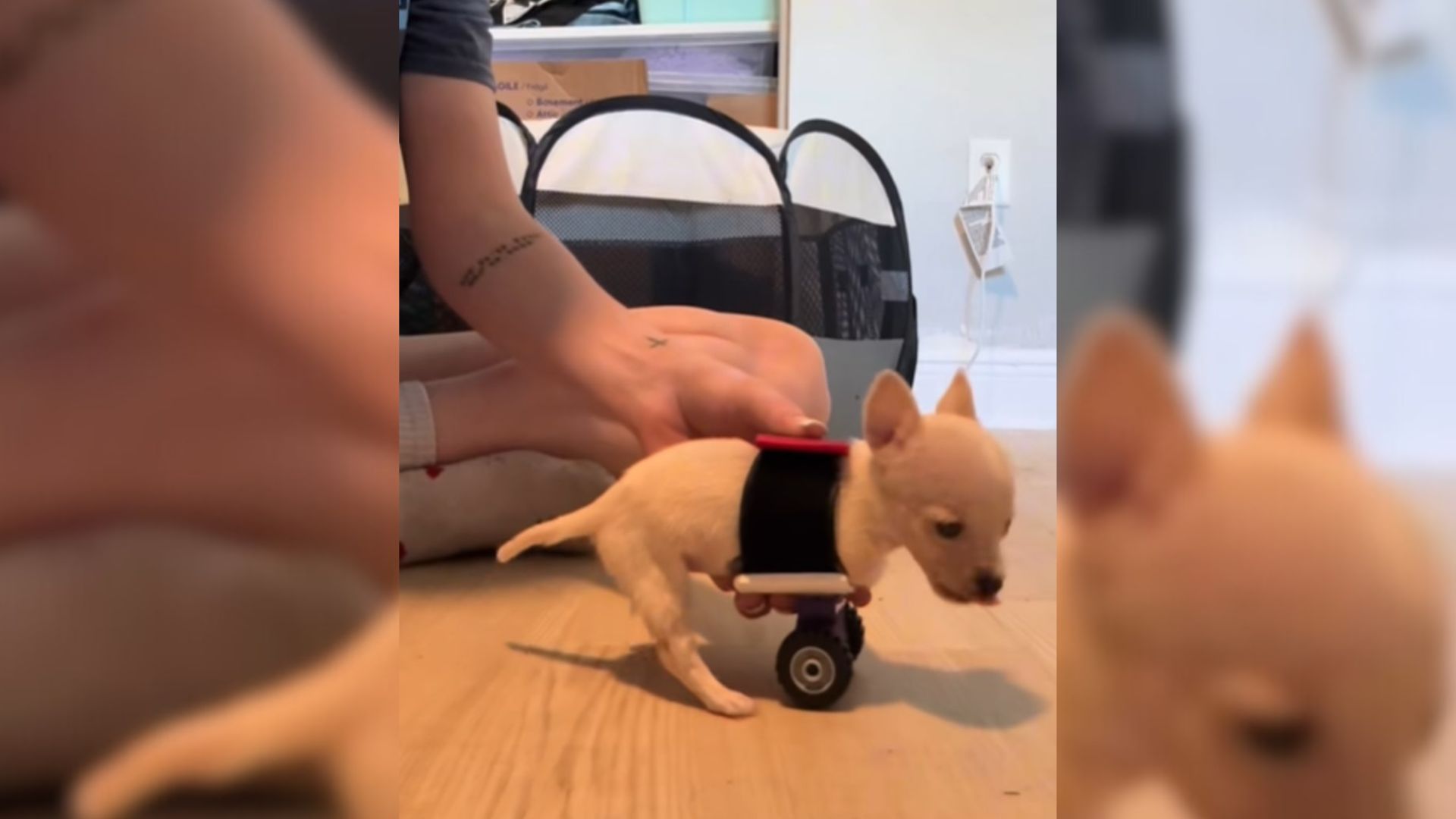 tiny chihuahua