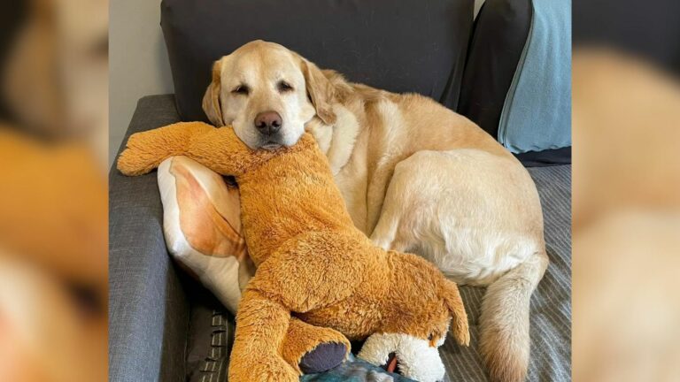 dog and toy