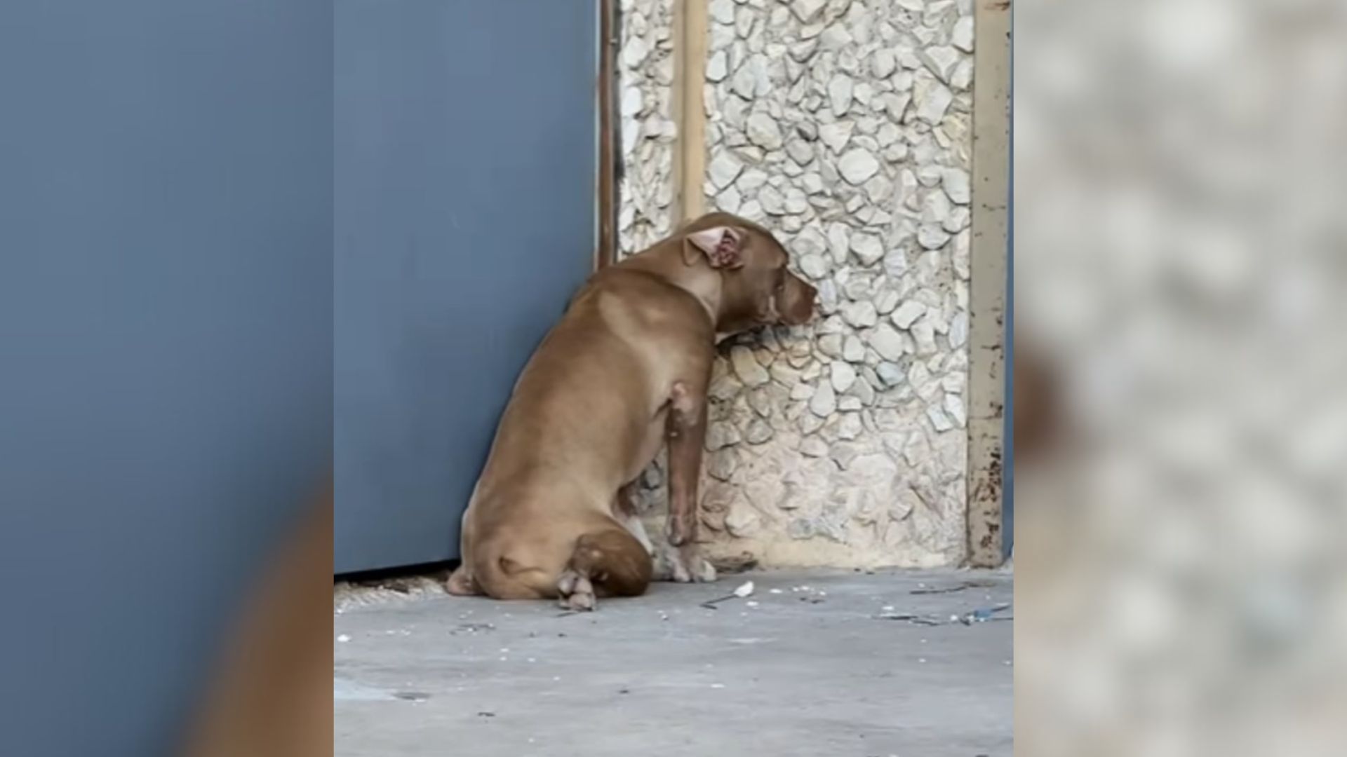 lonely dog