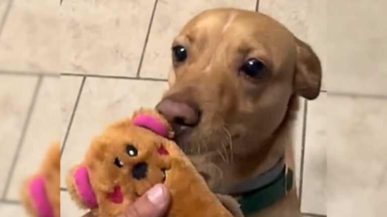 puppy and dog
