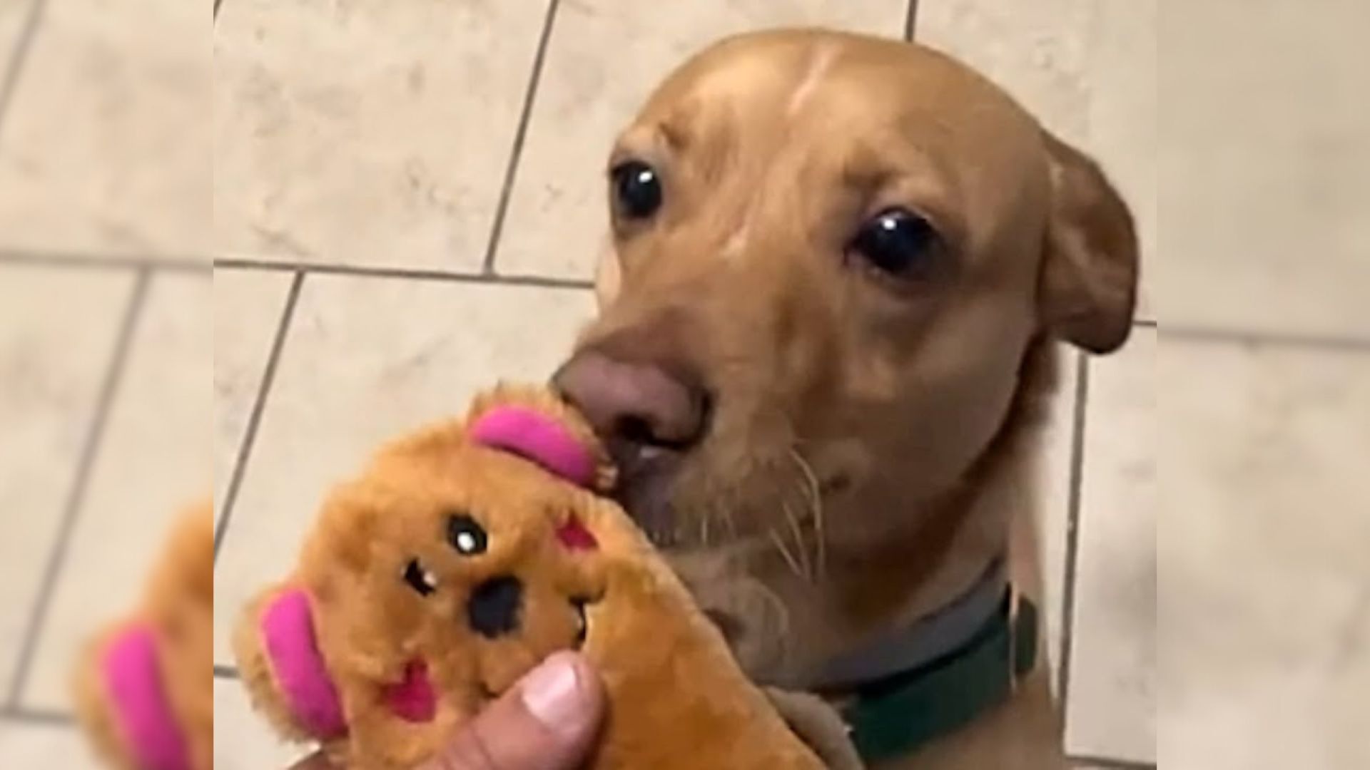 Loving Shelter Pup From California Was Put On Euthanasia List But Then Kind Woman Rushed To Save Him