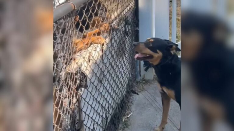 dog by the fence