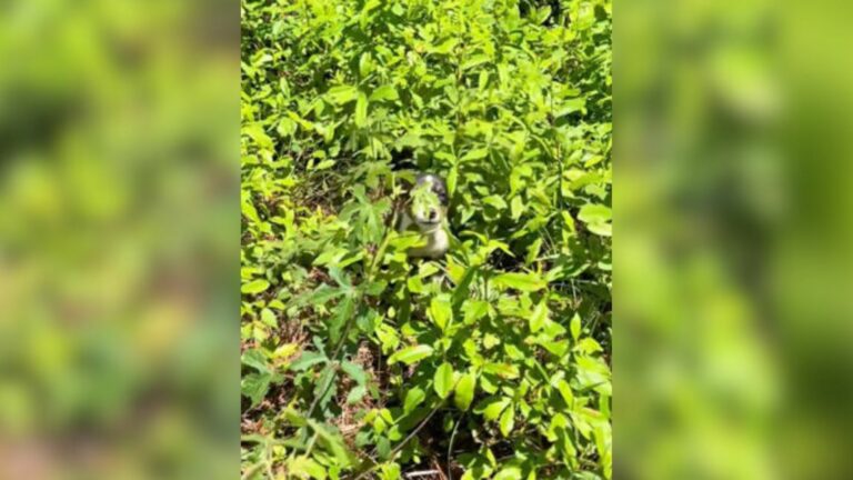dog in bushes
