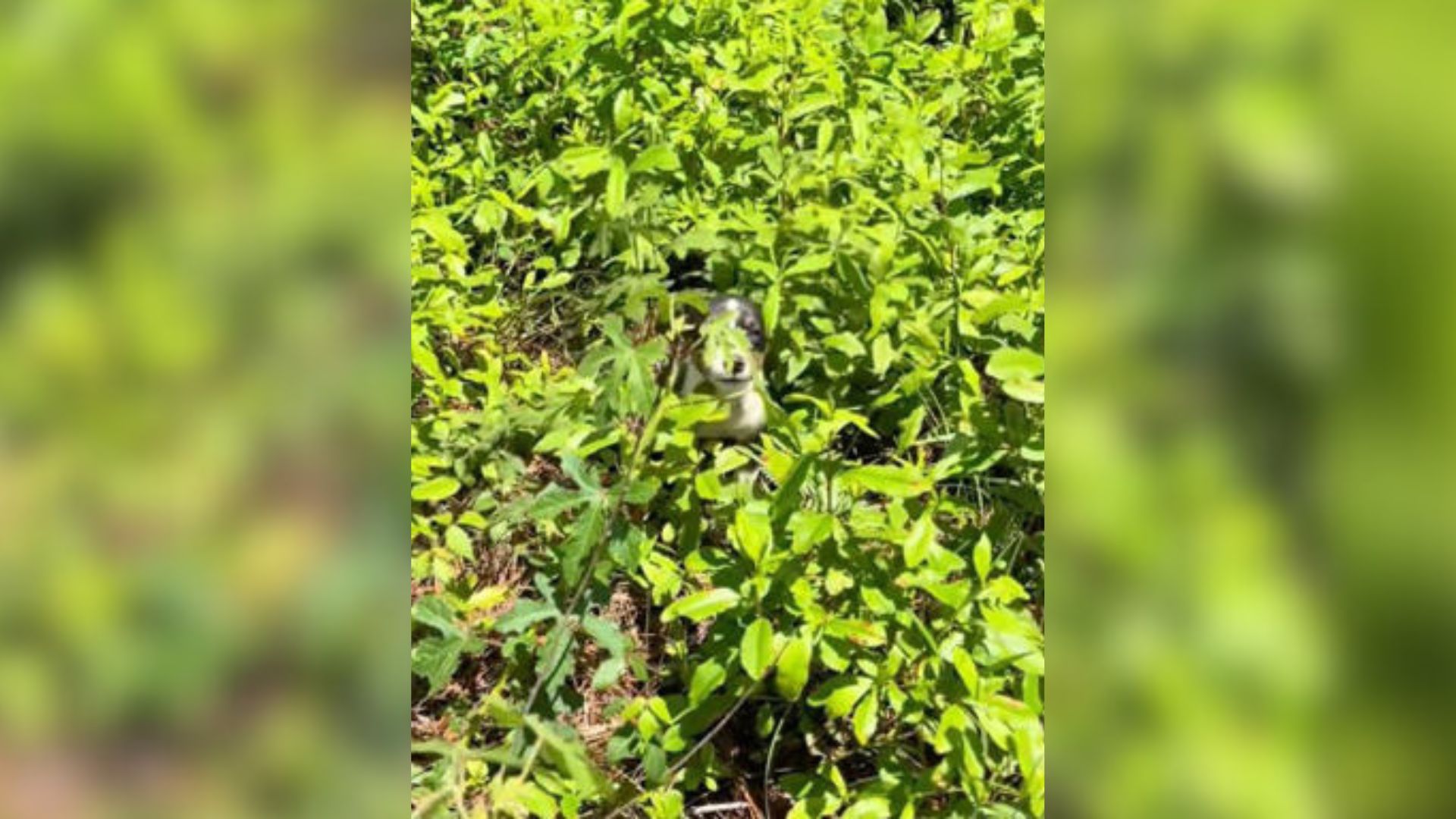 Mississippi Woman Sees Something Furry Cross The Road And Hide In The Grass So She Rushes To Investigate