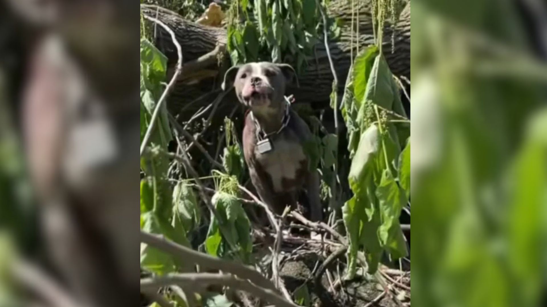 Missouri Rescuers Heard Cries Coming From Wreckage Left By The Tornado And Then Something Furry Emerged