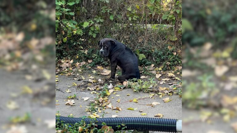 tiny abandoned dog