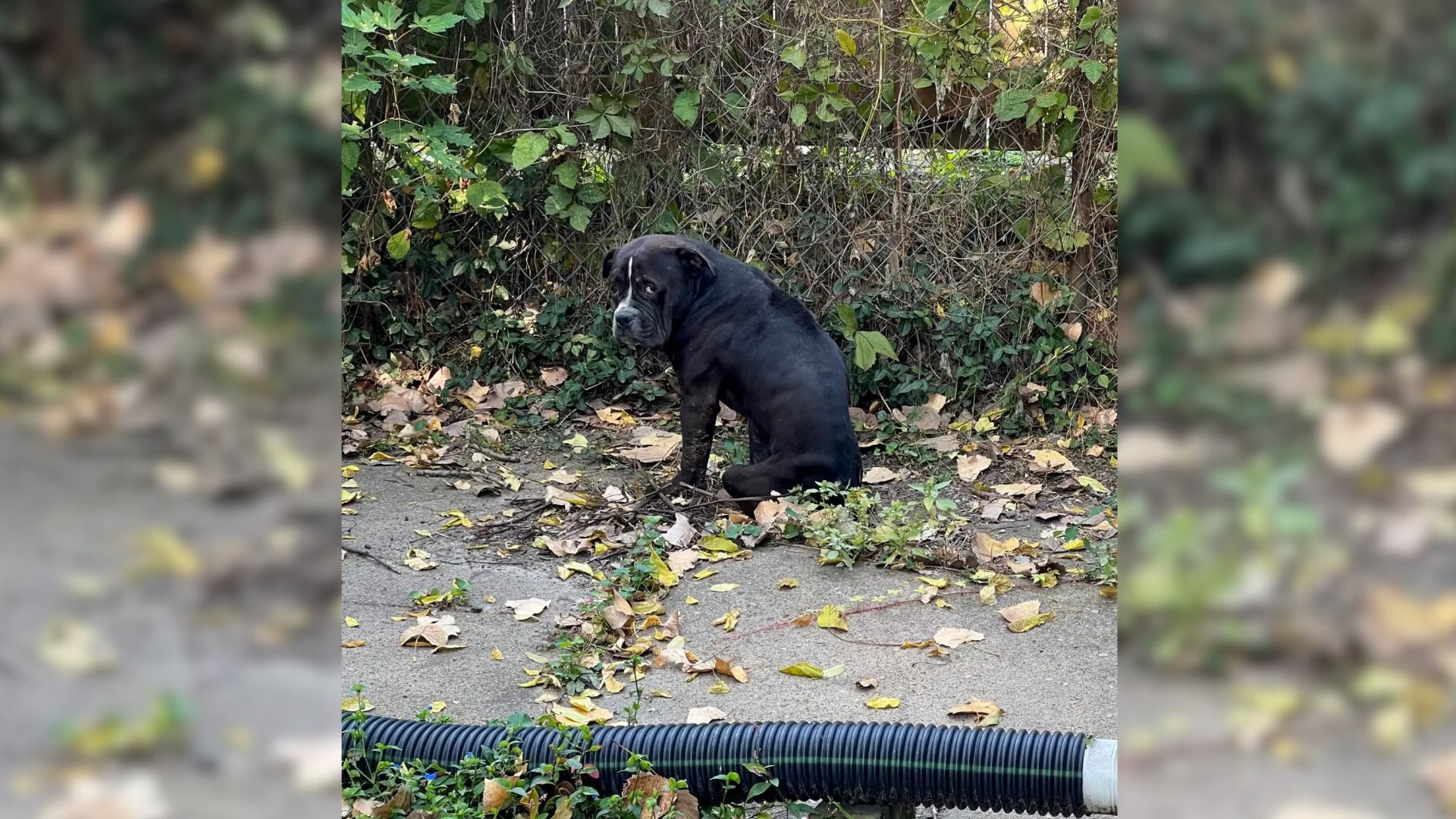 Missouri Rescuers Heartbroken To Find A Defeated Furry Animal Gazing At Them On The Street, Begging For Help