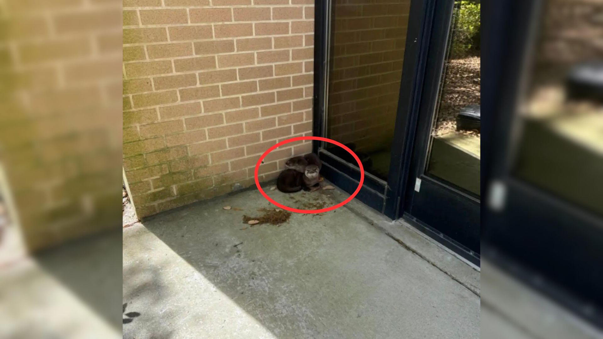 Two otters