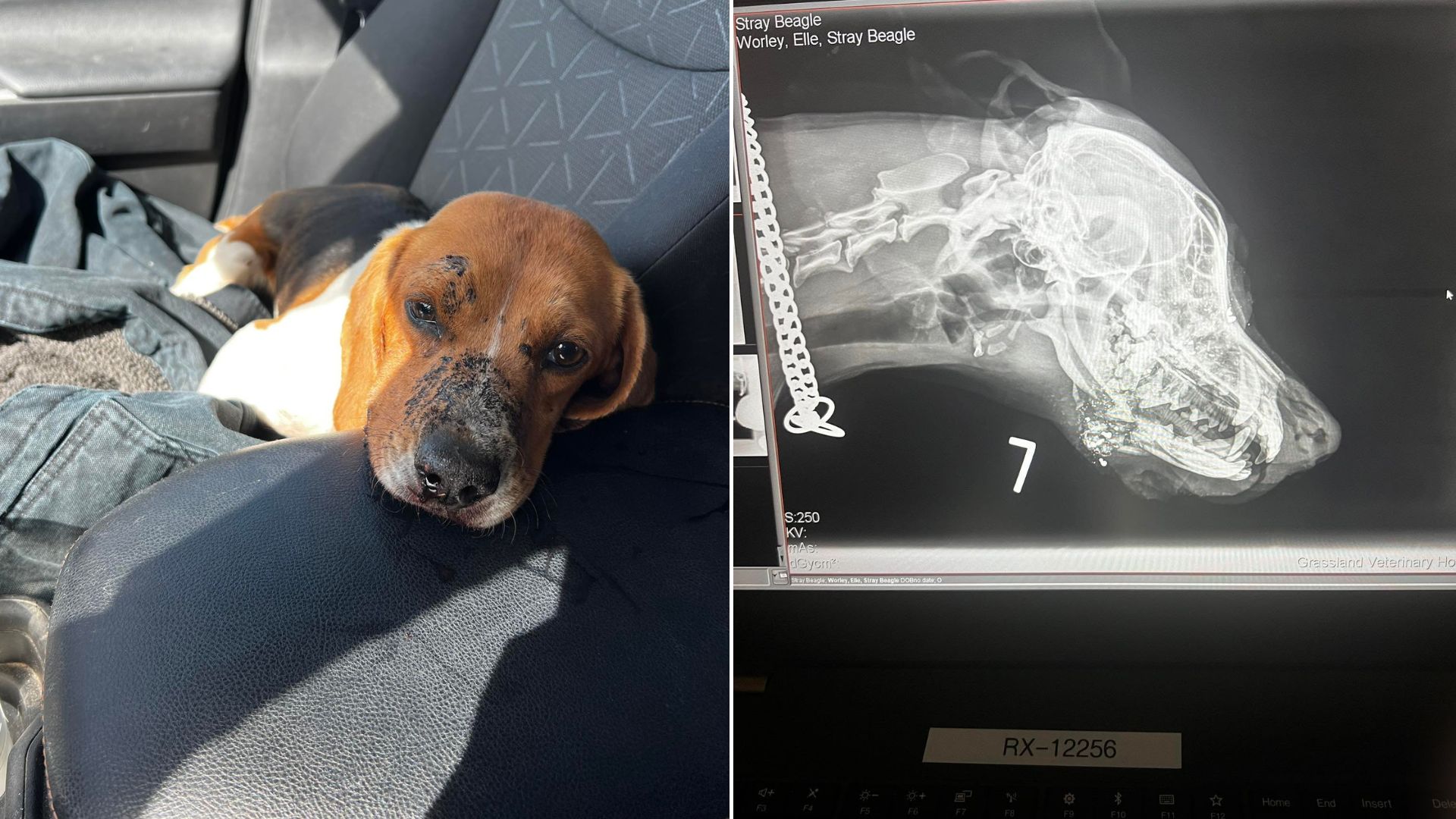 x-ray of dog