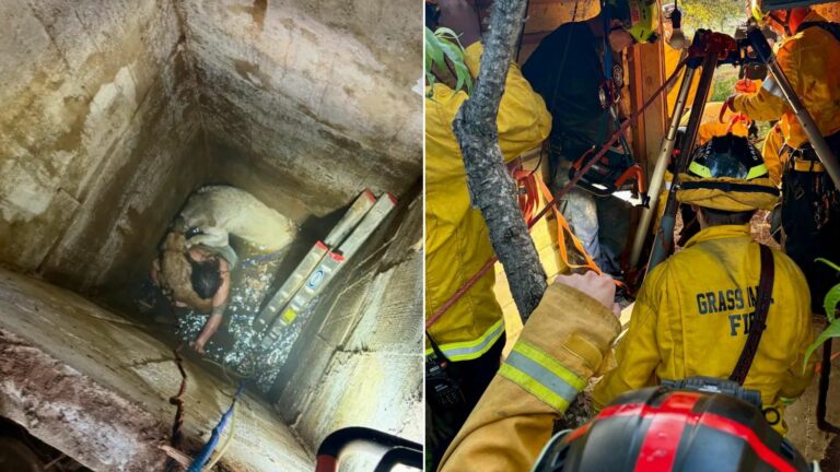 firefighters saving two dogs