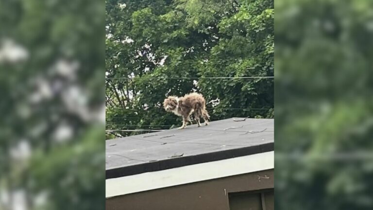 dog on rooftop