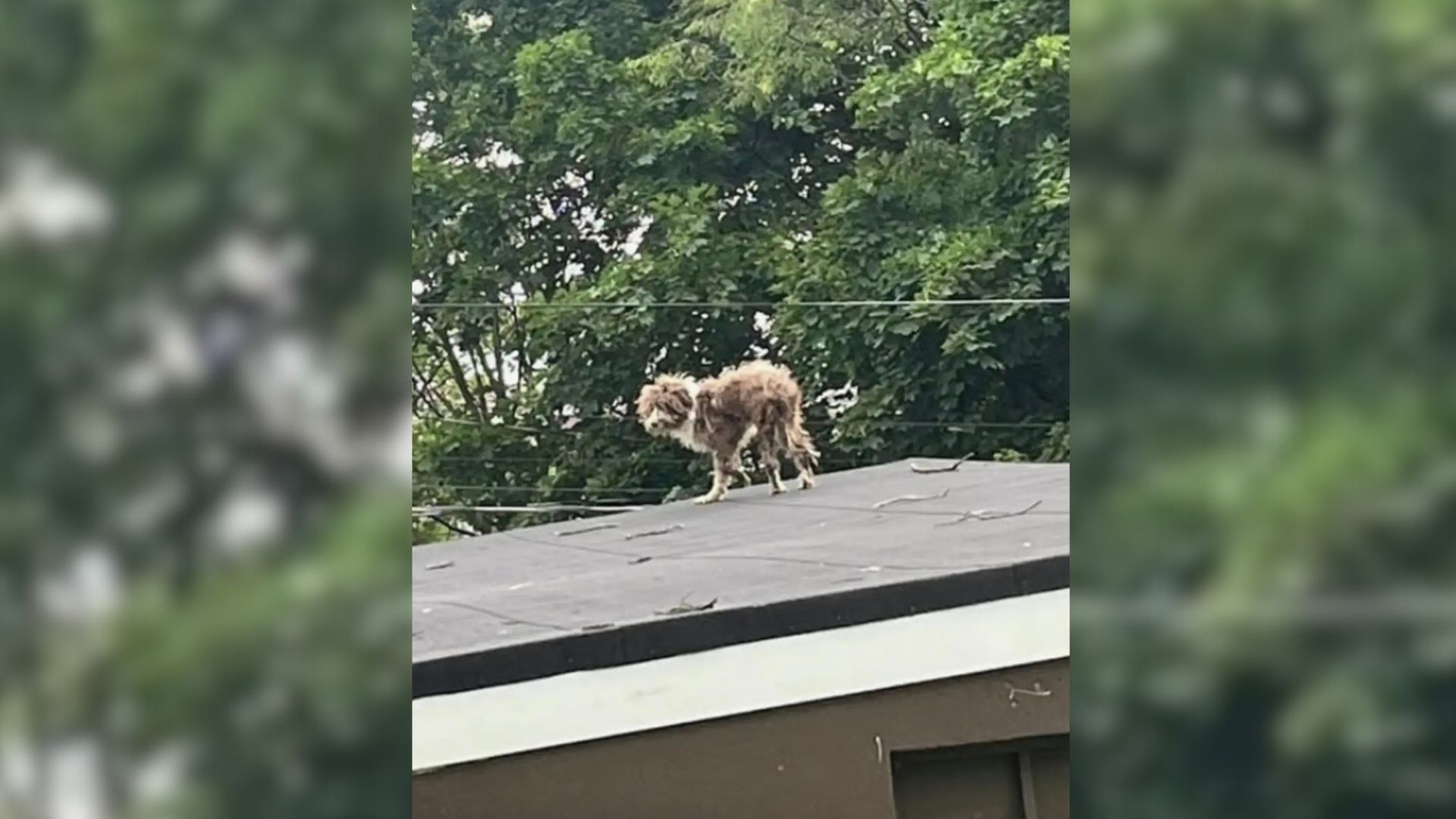 dog on rooftop