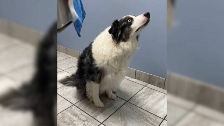 dog staring