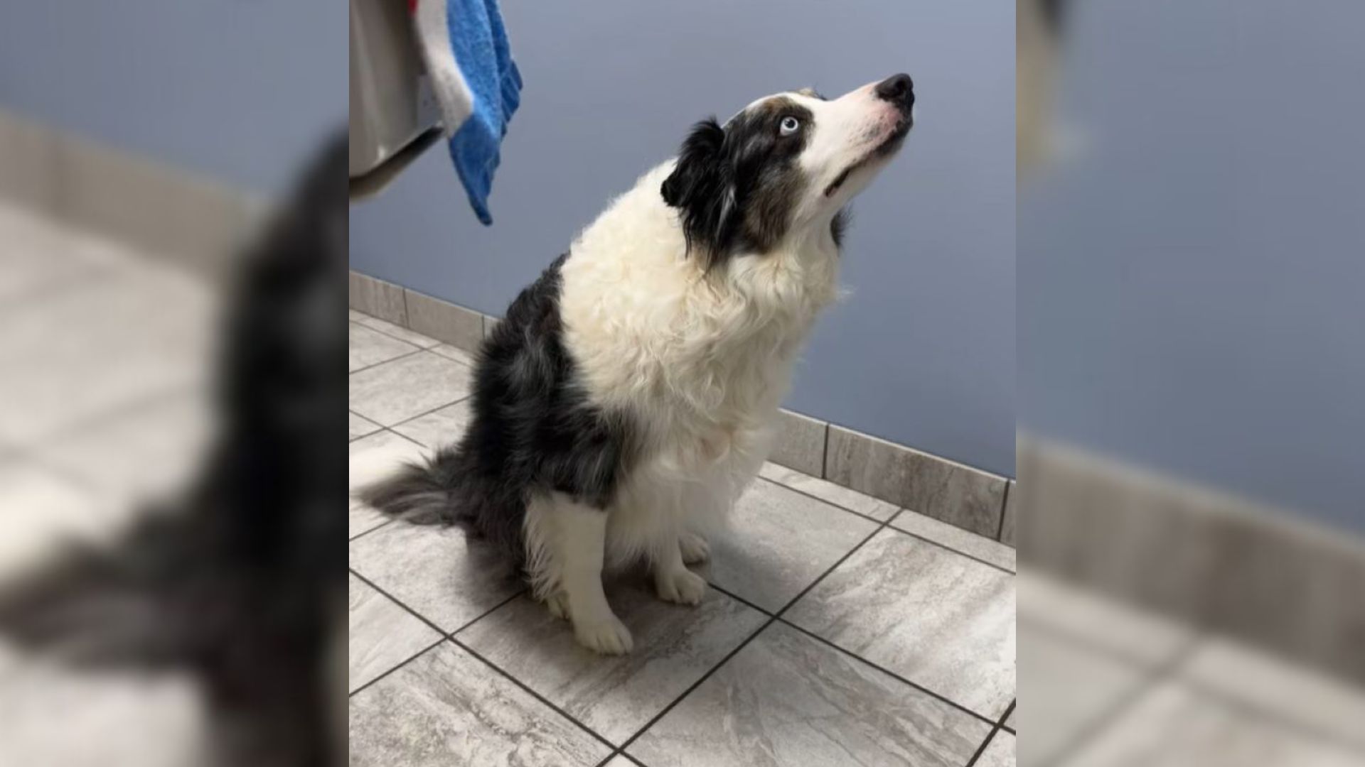 dog staring