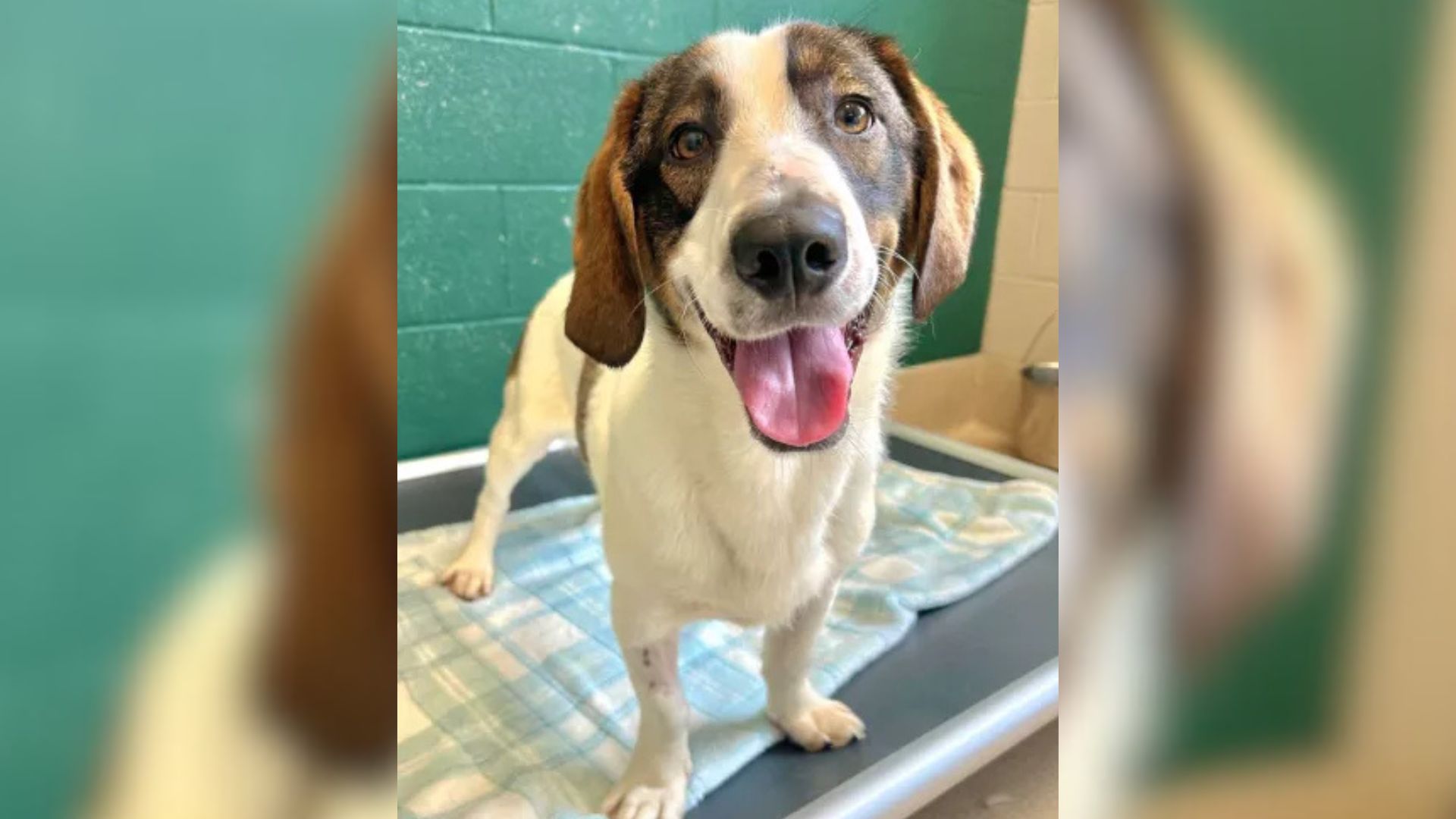 shelter dog