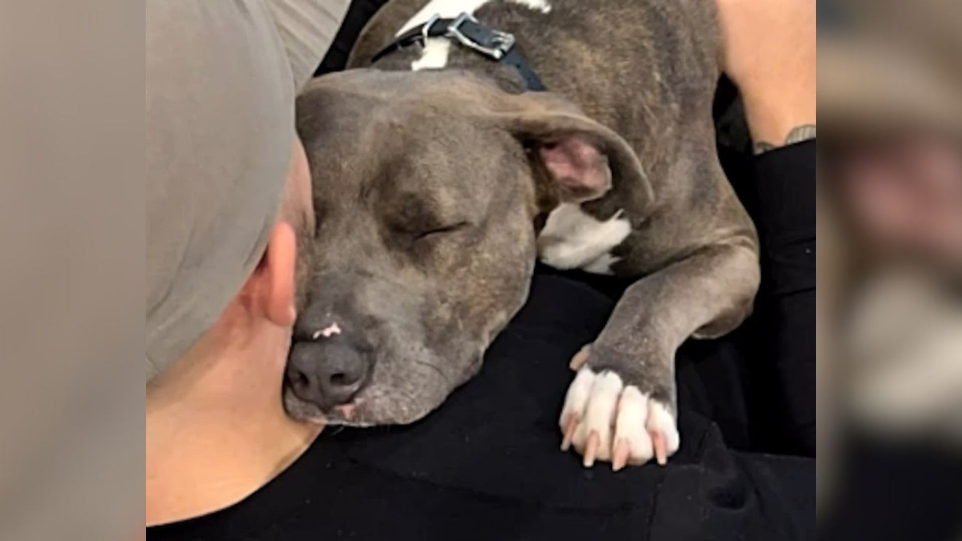 North Carolina Woman Buys A Chained Pregnant Dog For $23, It Turns Out To Be The Best Decision