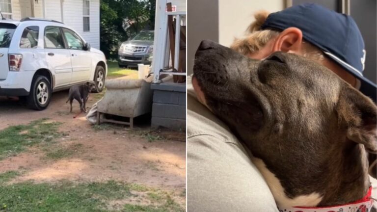 rescued pregnant dog