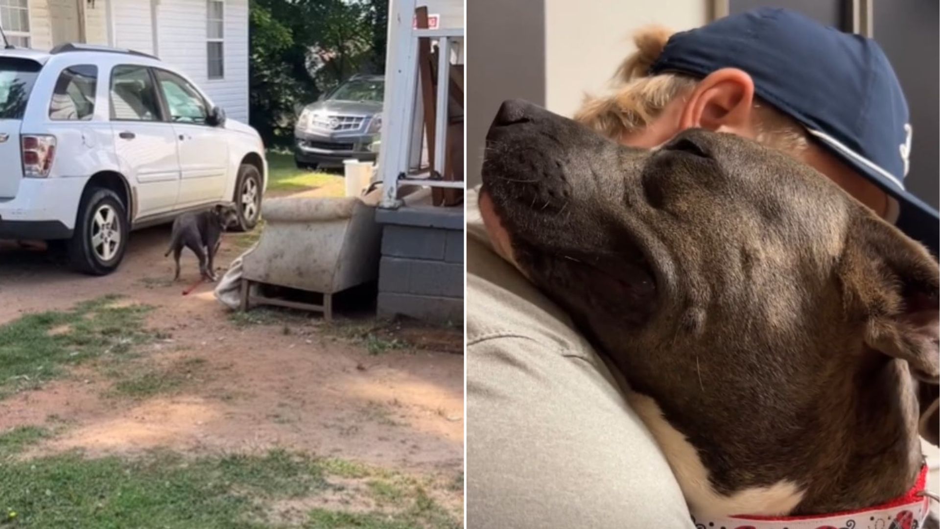 North Carolina Woman Pays $23 To Rescue Chained Pregnant Dog, And It Changes Everything