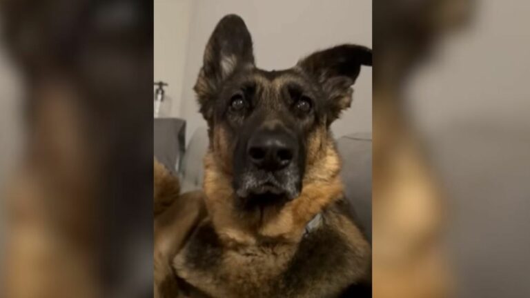 Beautiful German Shepherd