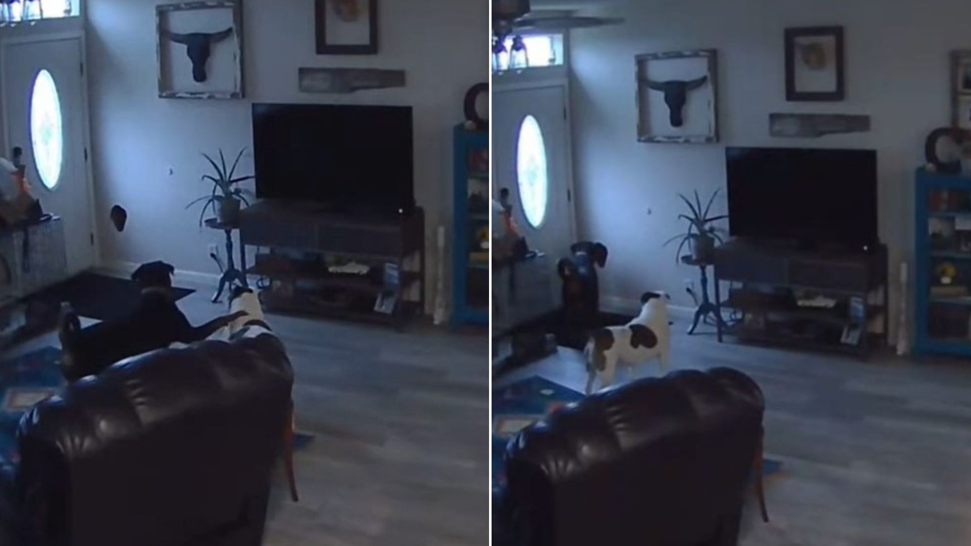 Oregon Woman Was Shocked To Discover A Massive Hole In The Wall, Pet Cam Uncovers The Truth