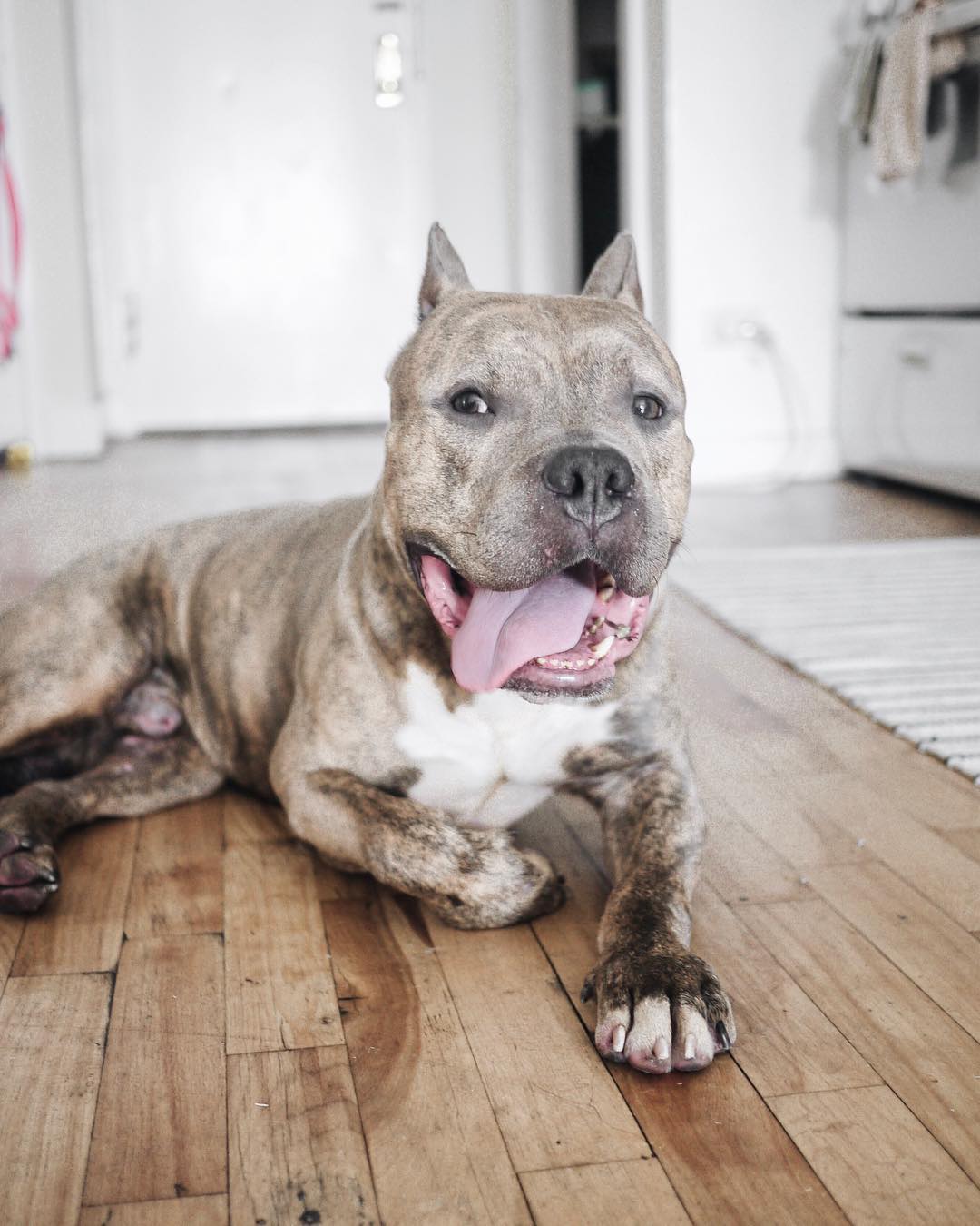 Pit Bull with tongue out