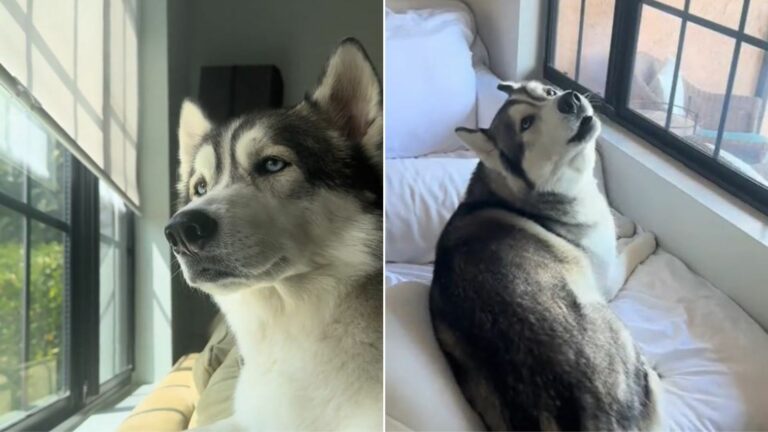 Cute Husky