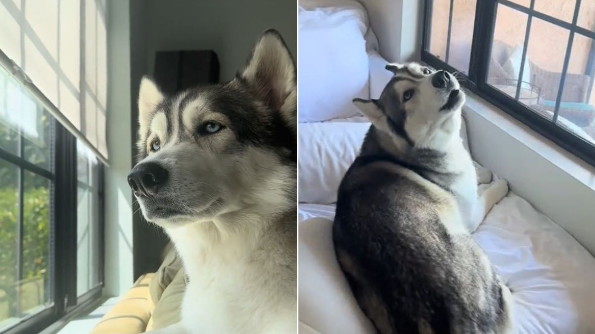 Cute Husky