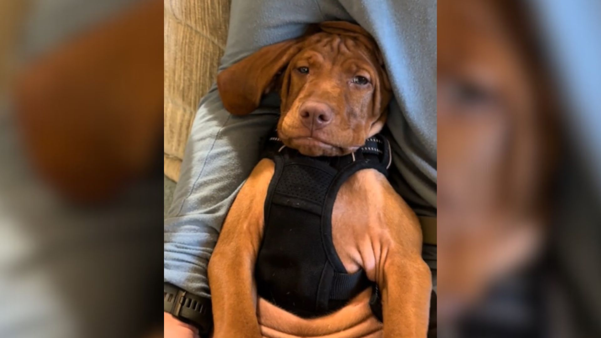 puppy with grumpy face