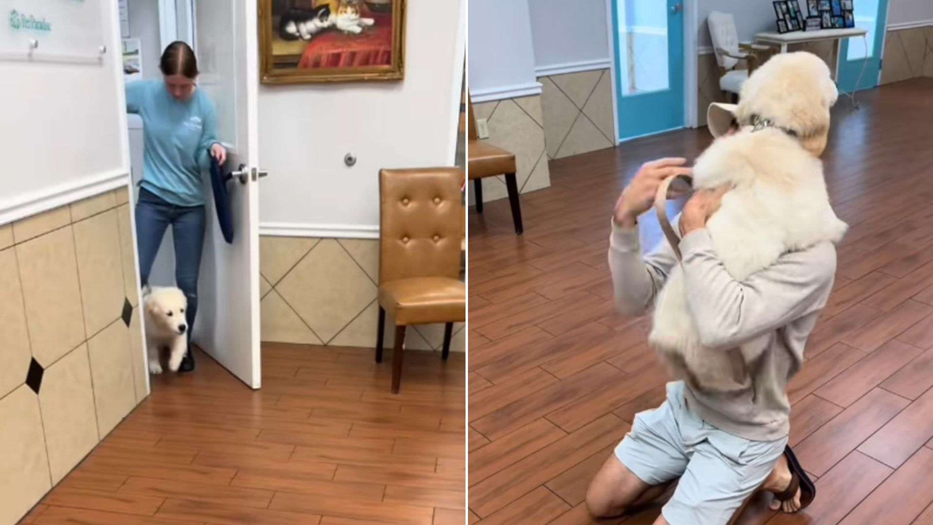 Puppy’s Reaction To Seeing Dad After His First Day At Florida Daycare Will Make Your Day