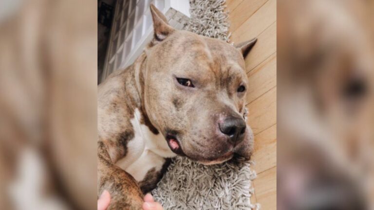 Pit Bull