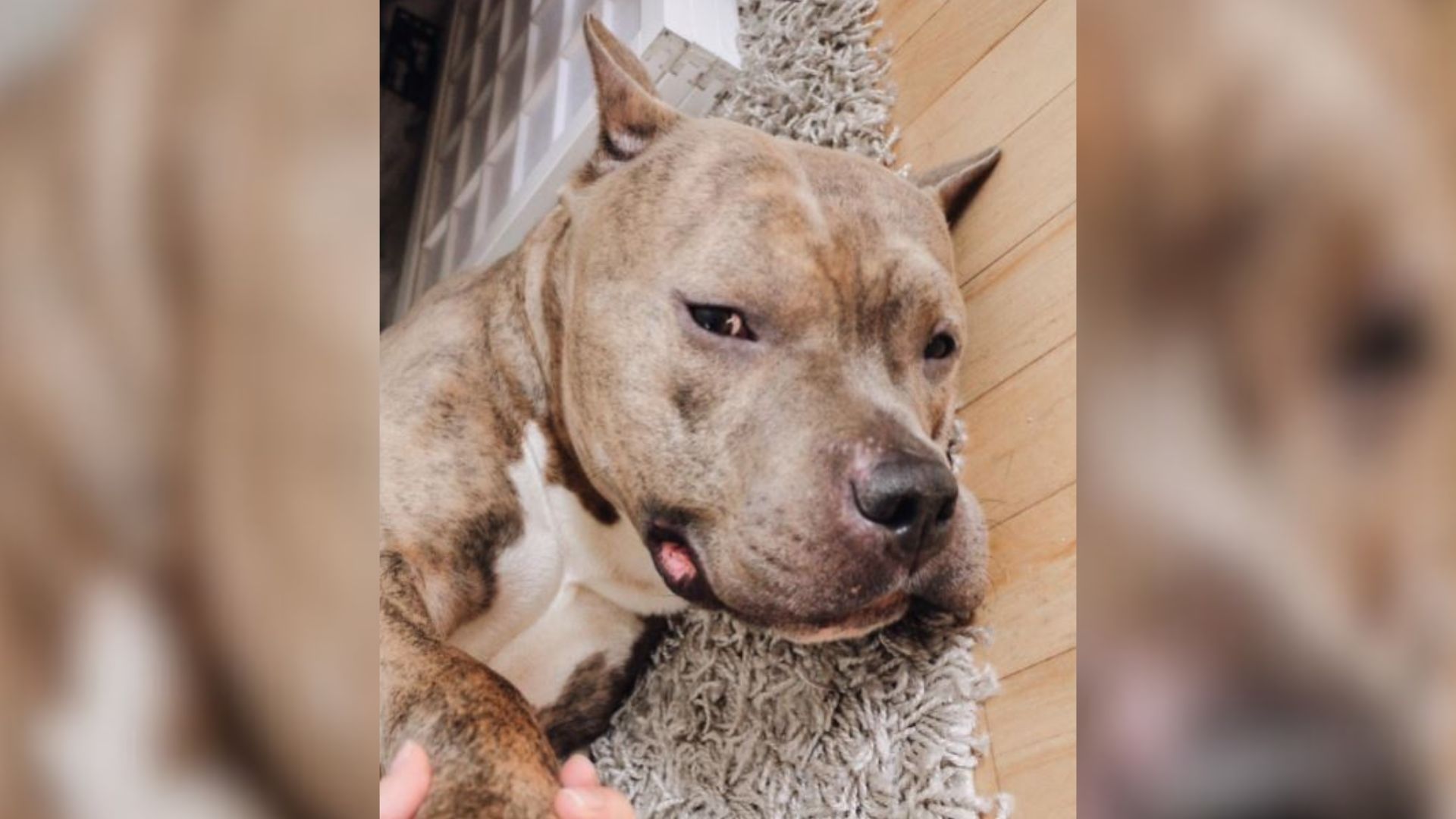 Pit Bull