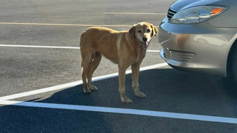 dog in the parking lot