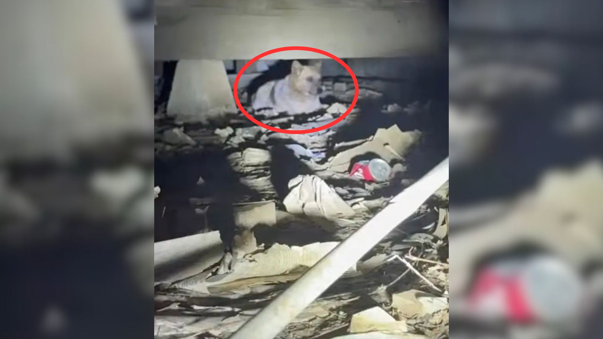 Rescuers Spot Scared Furball Under A Mississippi Home, Only To Learn He Suffered A Life-Threatening Injury