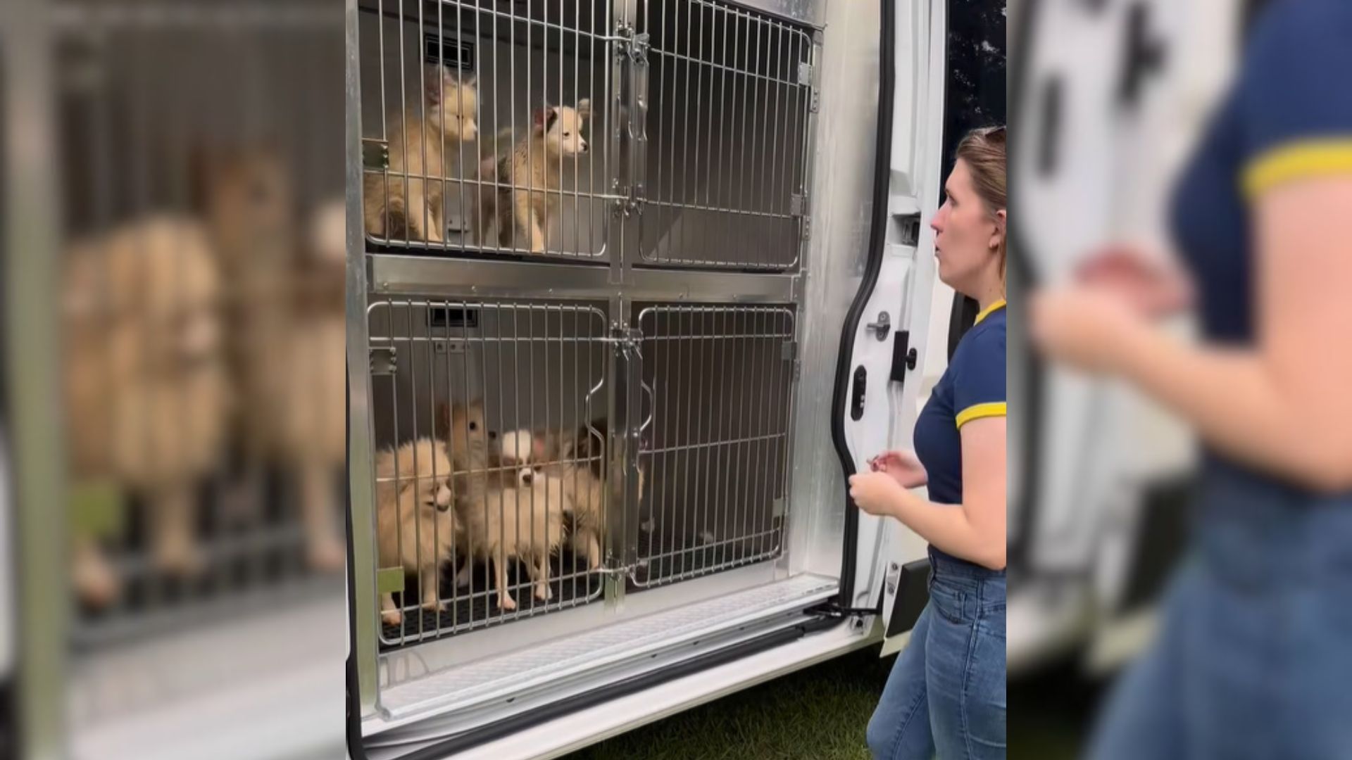 dogs in crates