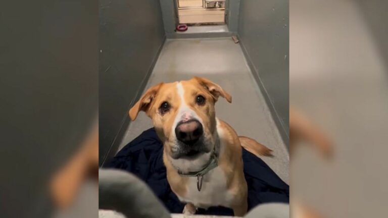 shelter dog