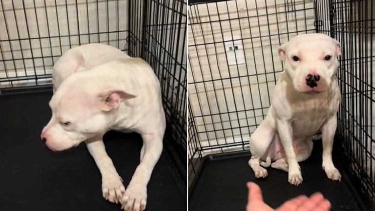 white dog in crate