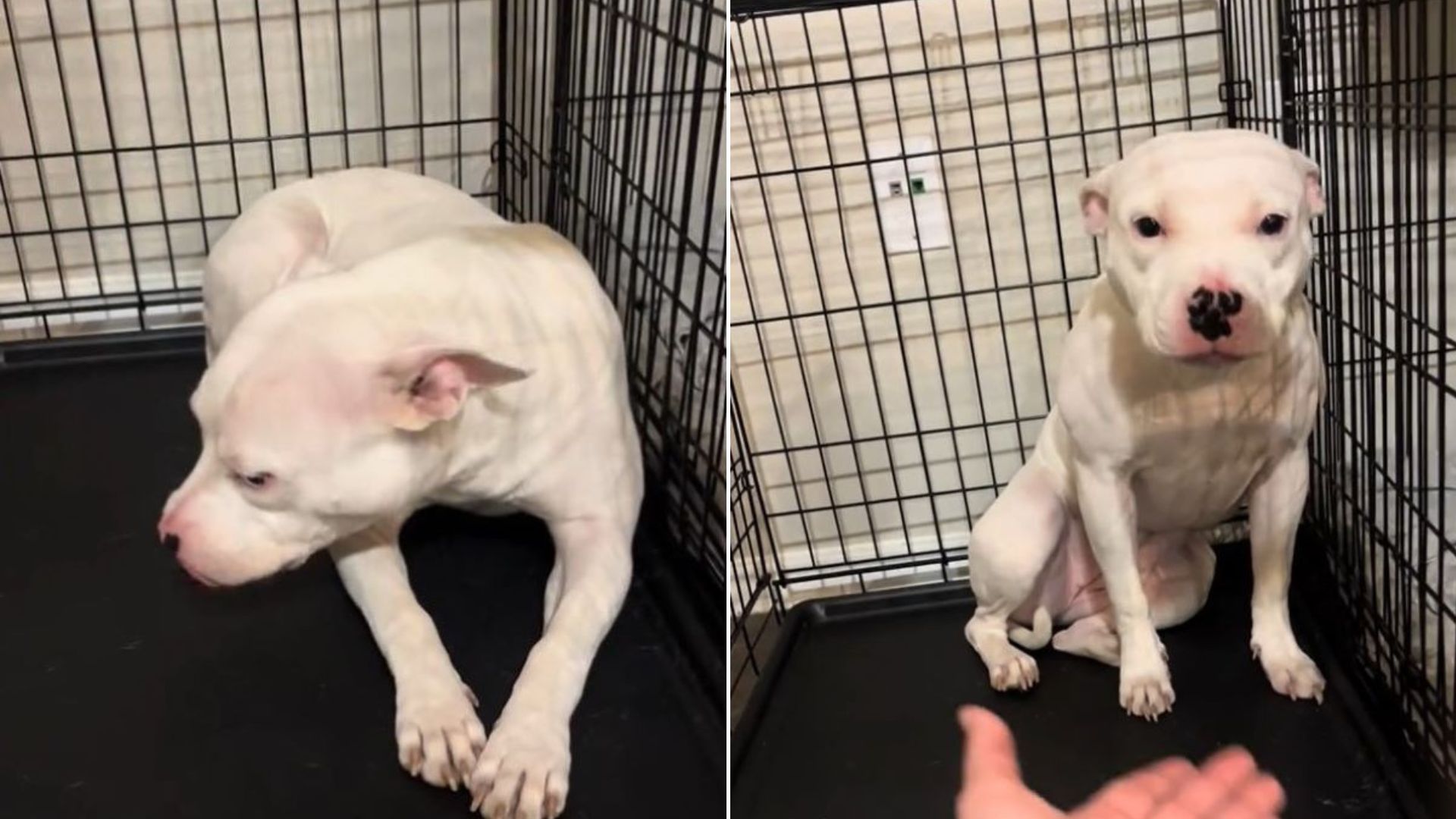 white dog in crate