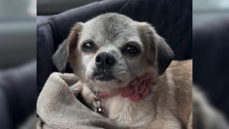 very beautiful dog