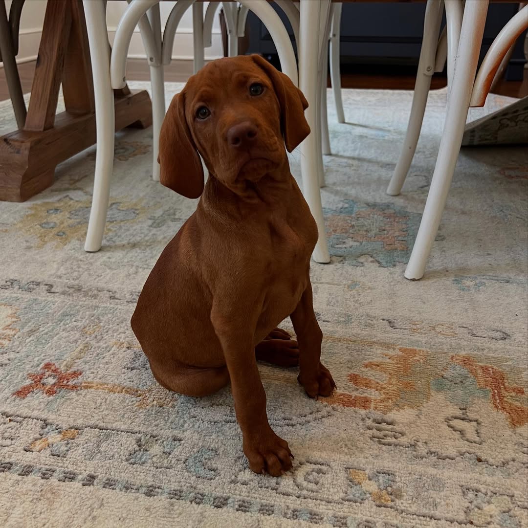 Senior brown dog in house
