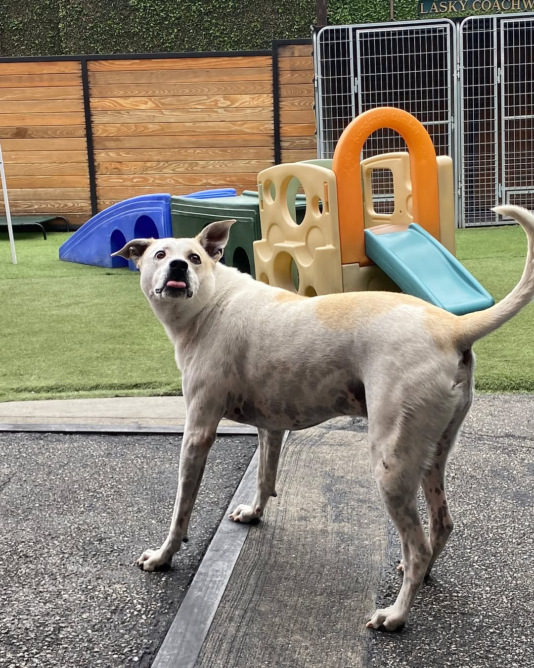 Senior white dog
